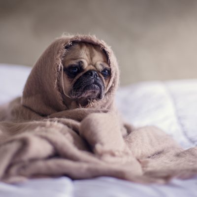A depressed pug wrapped up in a blanket, sitting on a bed to symbolize what depression feels like